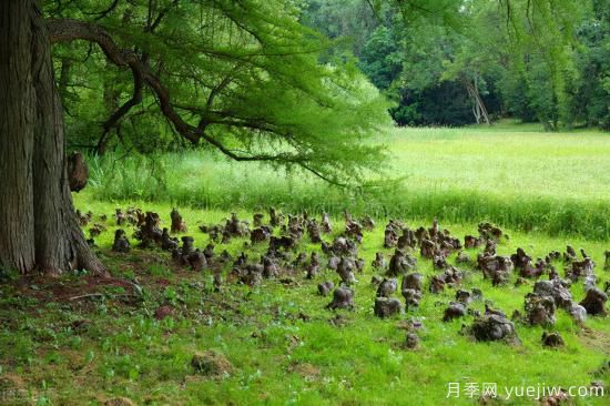 靈性化的林業(yè)，黔東南育林護(hù)林的創(chuàng)意之美(圖4)