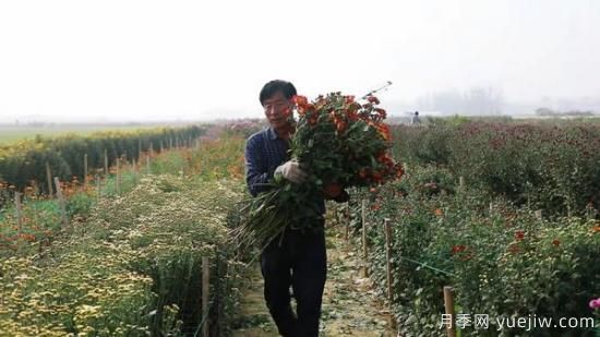 平頂山葉縣：任店鎮(zhèn)芬芳飄香扮秋色 探索花卉+鄉(xiāng)村旅游模式(圖3)