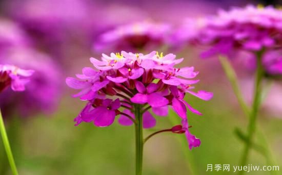 100種常見花卉的栽培大全，送給愛養(yǎng)花的你(圖57)