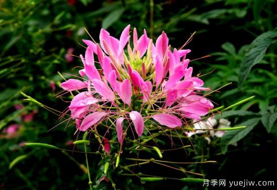 100種常見花卉的栽培大全，送給愛養(yǎng)花的你(圖56)