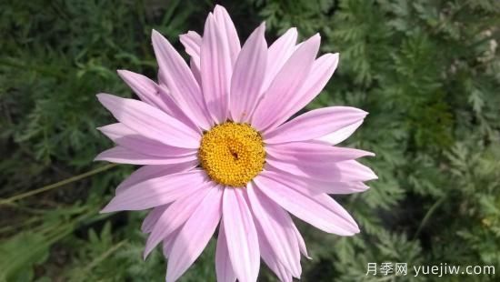 100種常見花卉的栽培大全，送給愛養(yǎng)花的你(圖59)