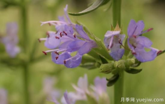 100種常見花卉的栽培大全，送給愛養(yǎng)花的你(圖65)