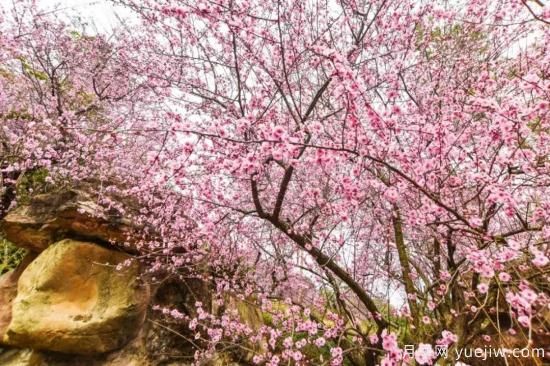 以花命名的農(nóng)歷，中國人對月份的雅稱及別稱(圖13)