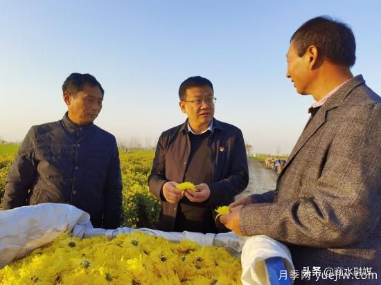 周口商水：小菊花開成鄉(xiāng)村振興“黃金花”(圖4)