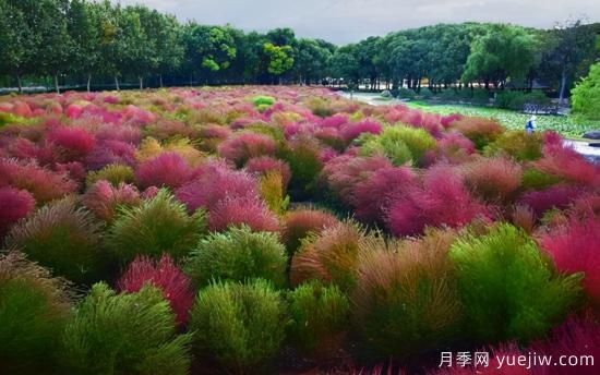 100種常見花卉的栽培大全，送給愛養(yǎng)花的你(圖89)