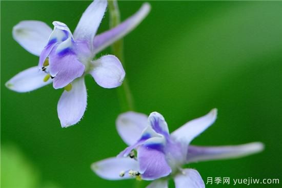 100種常見花卉的栽培大全，送給愛養(yǎng)花的你(圖94)