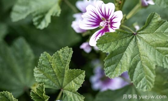 10種嬌艷奪目的花卉，驚艷你的花園(圖6)