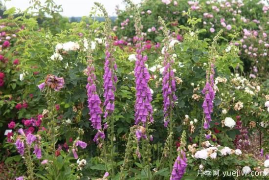 10種嬌艷奪目的花卉，驚艷你的花園(圖8)