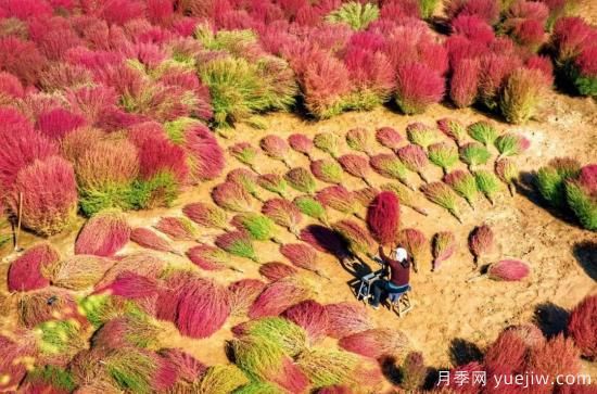 呂梁柳林：種植掃帚草 紅了山富了民(圖1)