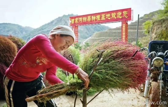 呂梁柳林：種植掃帚草 紅了山富了民(圖3)