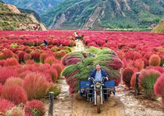 呂梁柳林：種植掃帚草 紅了山富了民(圖4)