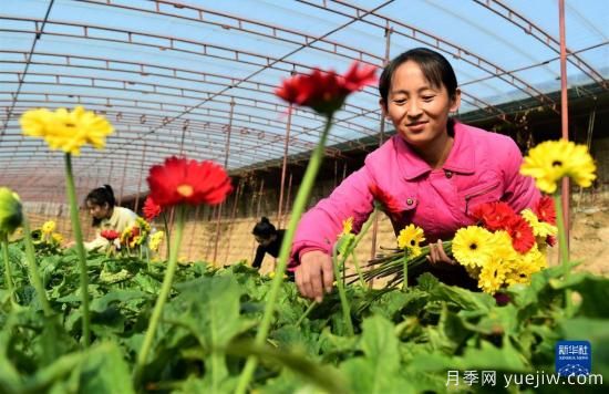 滄州獻縣：冬日大棚鮮花開(圖1)