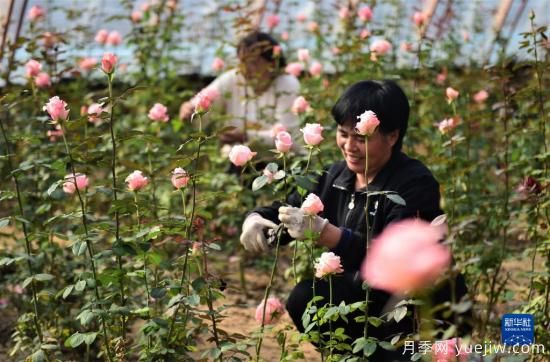 滄州獻縣：冬日大棚鮮花開(圖2)