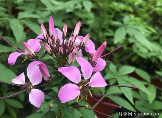 需求量大的花鏡植物，極具藝術(shù)感(圖3)