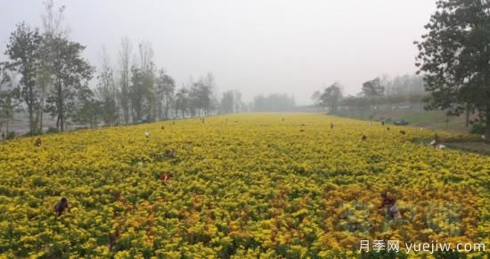 商丘睢縣：金絲皇菊采摘忙 群眾花中喜豐收(圖2)