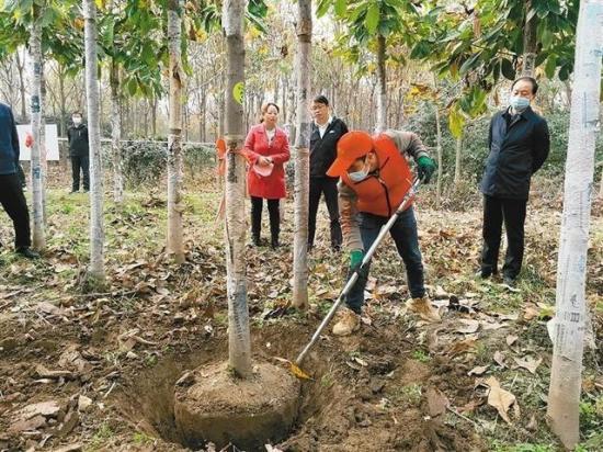 西安周至：小苗木撐起致富增收大產(chǎn)業(yè)播(圖1)