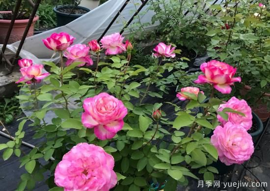 馬克夏加爾月季，又美又香花期長的陽臺月季(圖2)