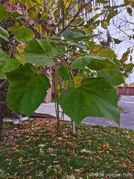 梓樹，庭院綠化常用樹種(圖6)