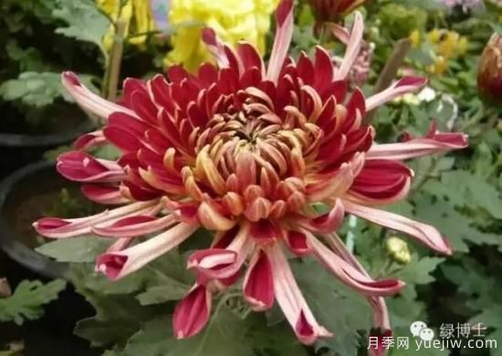 識花瓣，辨花型...快收好這份賞菊“門道”(圖10)