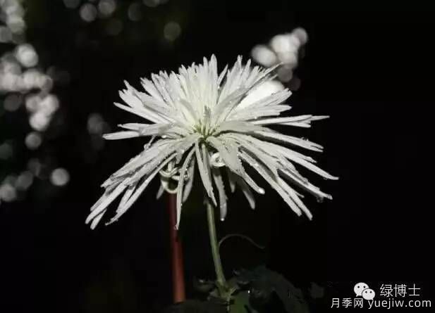 識花瓣，辨花型...快收好這份賞菊“門道”(圖14)