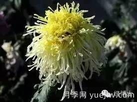 識花瓣，辨花型...快收好這份賞菊“門道”(圖17)