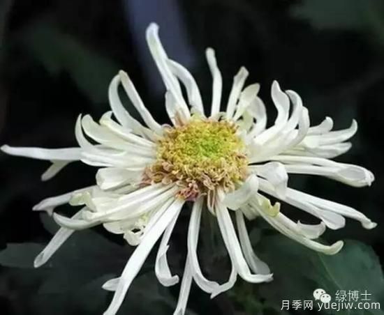 識花瓣，辨花型...快收好這份賞菊“門道”(圖21)