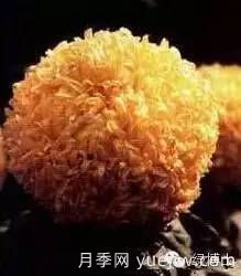 識花瓣，辨花型...快收好這份賞菊“門道”(圖22)