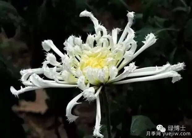 識花瓣，辨花型...快收好這份賞菊“門道”(圖24)