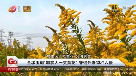 廣州湖北河南…多地遭“一枝黃花”入侵，見到要鏟除(圖1)