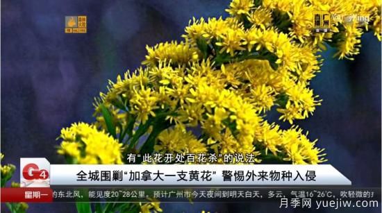 廣州湖北河南…多地遭“一枝黃花”入侵，見到要鏟除(圖2)