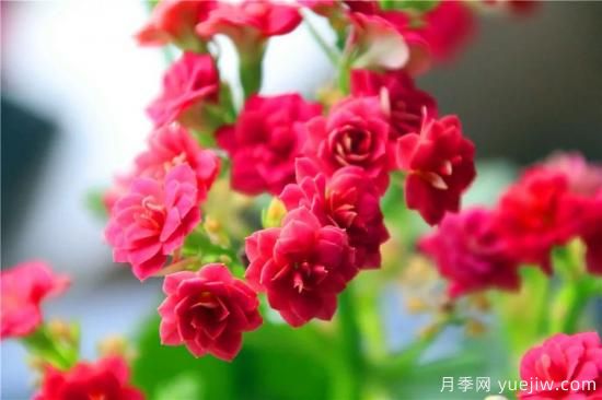 你的長(zhǎng)壽花不開花養(yǎng)不好？這里有長(zhǎng)壽花養(yǎng)護(hù)秘訣！(圖1)