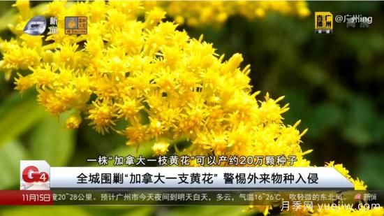 廣州湖北河南…多地遭“一枝黃花”入侵，見到要鏟除(圖4)