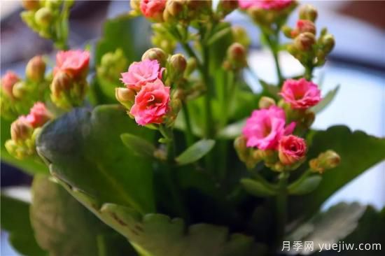 你的長(zhǎng)壽花不開花養(yǎng)不好？這里有長(zhǎng)壽花養(yǎng)護(hù)秘訣！(圖2)