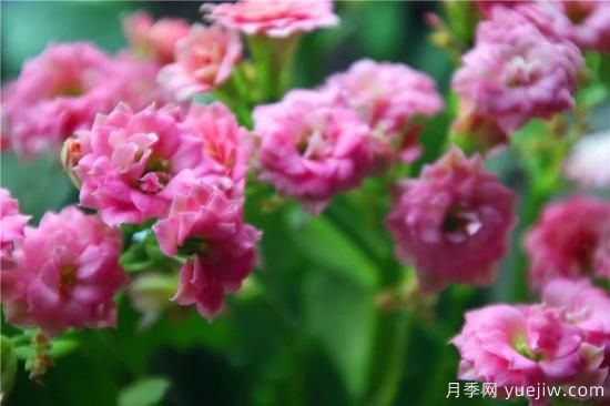 你的長(zhǎng)壽花不開花養(yǎng)不好？這里有長(zhǎng)壽花養(yǎng)護(hù)秘訣！(圖3)