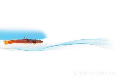 鸛河荷馬條鰍 河南**個產(chǎn)權(quán)“自己的魚”(圖1)