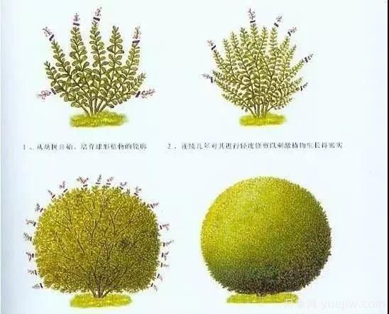 植物立體造型的幾種思路(圖5)