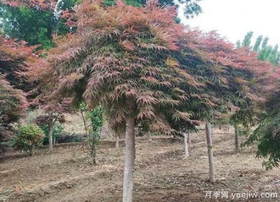 11月下旬熱門苗木市場價格一覽(圖2)