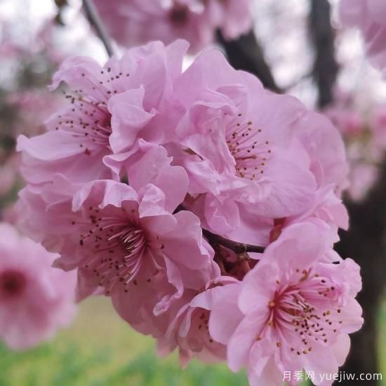 中國(guó)10大名花排行榜，你喜歡的花卉上榜了嗎(圖1)