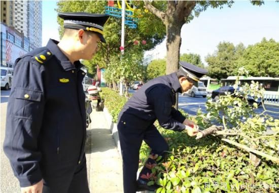 南陽樹狀月季遭腰斬，園林部門有獎?wù)骷瓢妇€索(圖1)