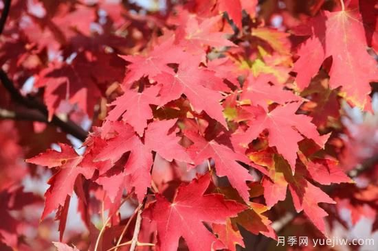 紅楓，4個紅楓品種是秋日植物里亮麗的風(fēng)景線(圖2)