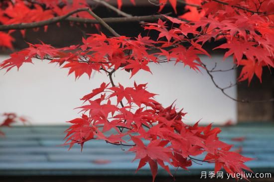 紅楓，4個紅楓品種是秋日植物里亮麗的風(fēng)景線(圖3)