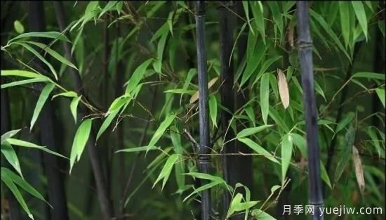 竹種常見病害防治措施(圖4)