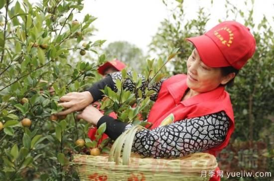 光山油茶果：從種得好到賣得好，怎么做到的(圖1)