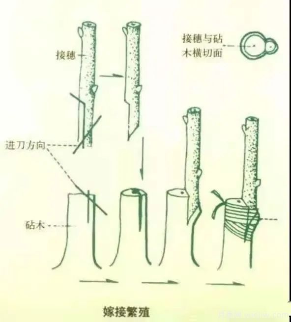 花木嫁接的具體操作方法和嫁接后管理(圖1)