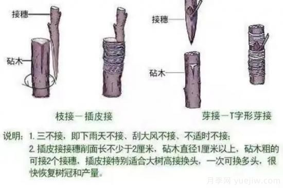 花木嫁接的具體操作方法和嫁接后管理(圖7)