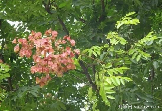 適合我國西部和北部地區(qū)的綠化種植的苗木推薦(圖10)