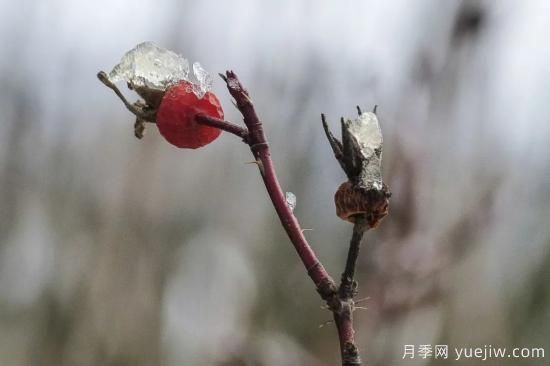 耐寒性，你家月季抗不抗凍？月季如何過冬(圖12)