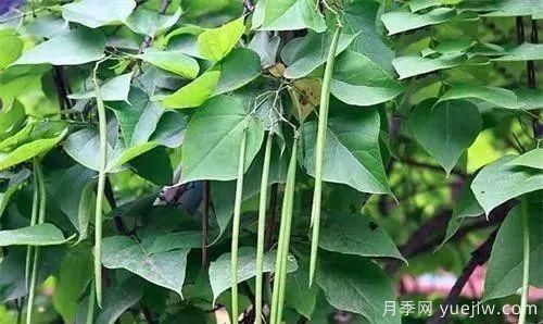 適合我國西部和北部地區(qū)的綠化種植的苗木推薦(圖13)