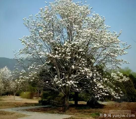 景觀人必知的行道樹知識！附30種常用落葉喬木介紹(圖10)