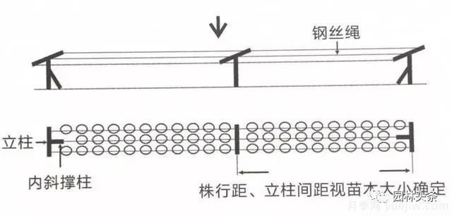 容器苗怎么固定才能防止傾倒？(圖3)